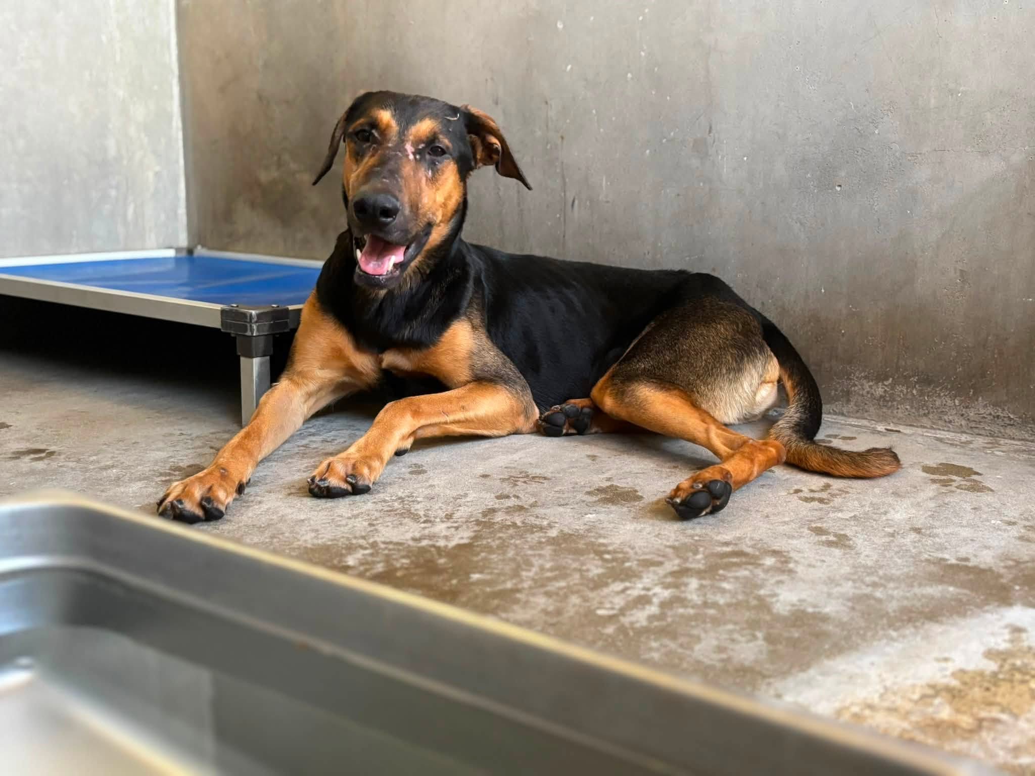 Sebastian, a Doberman Pinscher, available for adoption