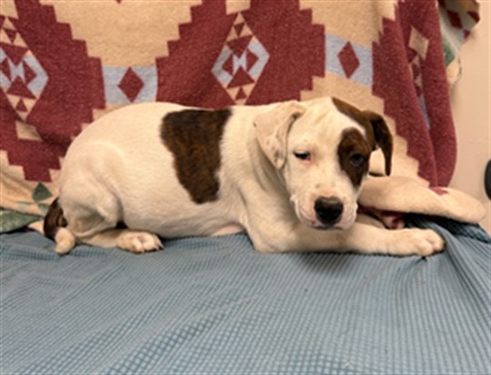 Dino, a Australian Cattle Dog/Blue Heeler, available for adoption