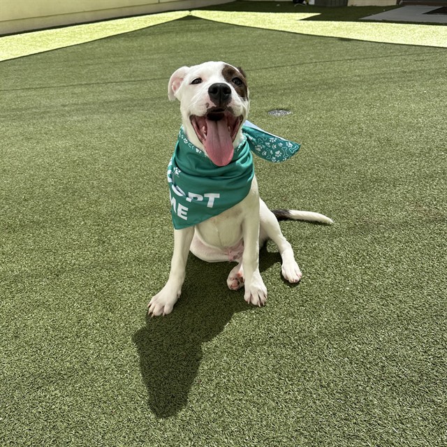 Adoptable pet photo