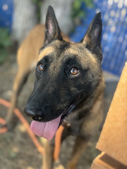 Dame Judi Woof, a Belgian Shepherd Malinois, available for adoption
