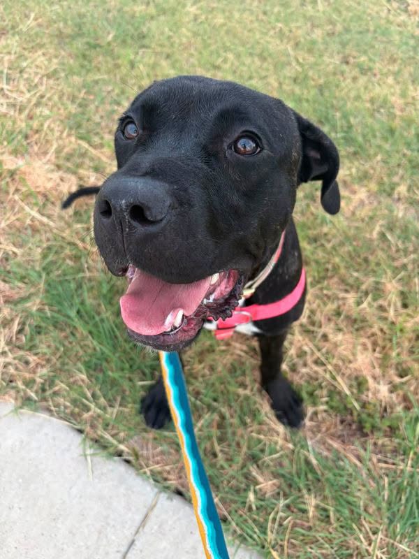 Marlow, a Labrador Retriever, available for adoption