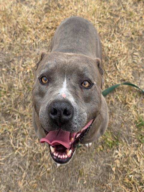 Winston, a Pit Bull Terrier, available for adoption