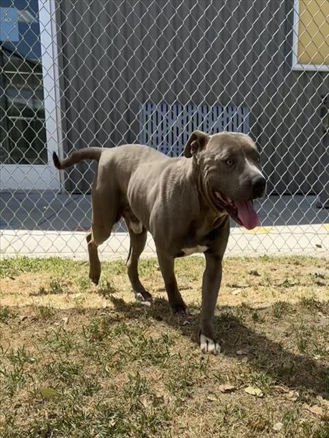 Other Photos of thie Dog