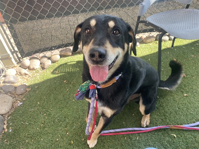 Doofy, a Doberman Pinscher (mix breed), available for adoption