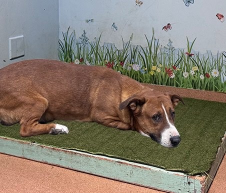 Wendell, a Pit Bull Terrier (mix breed), available for adoption
