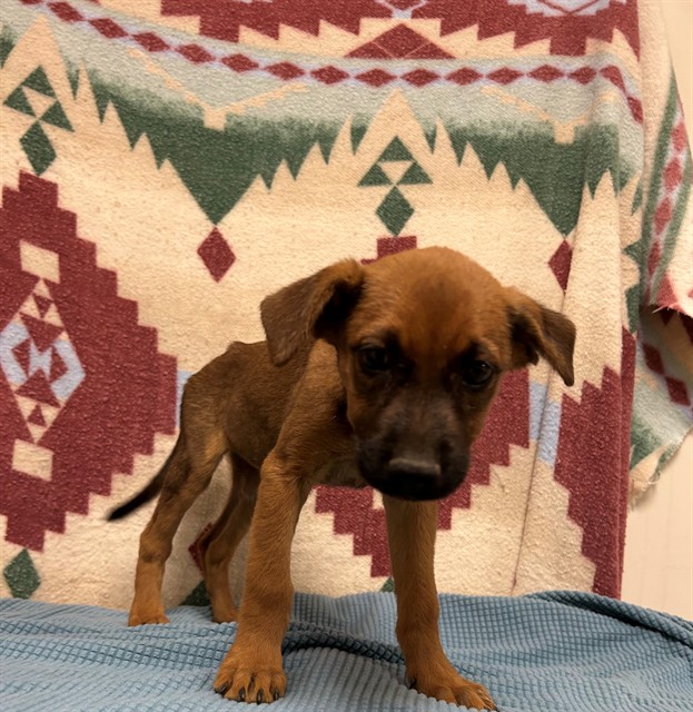 Peggy, a Belgian Shepherd Malinois, available for adoption