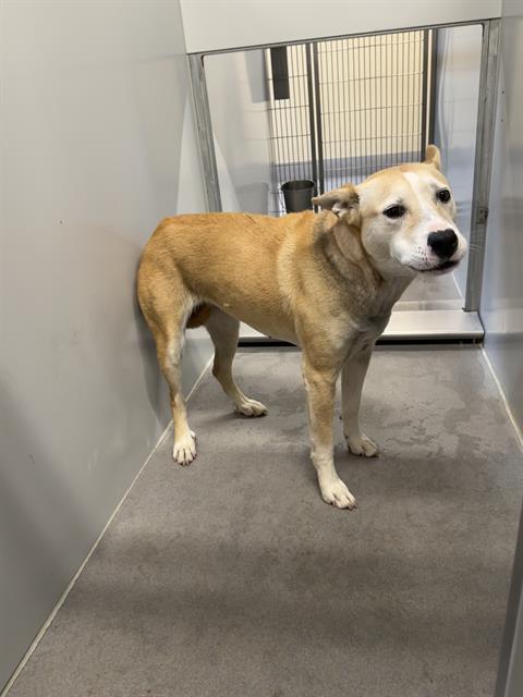 Felicia, a Pit Bull Terrier, available for adoption