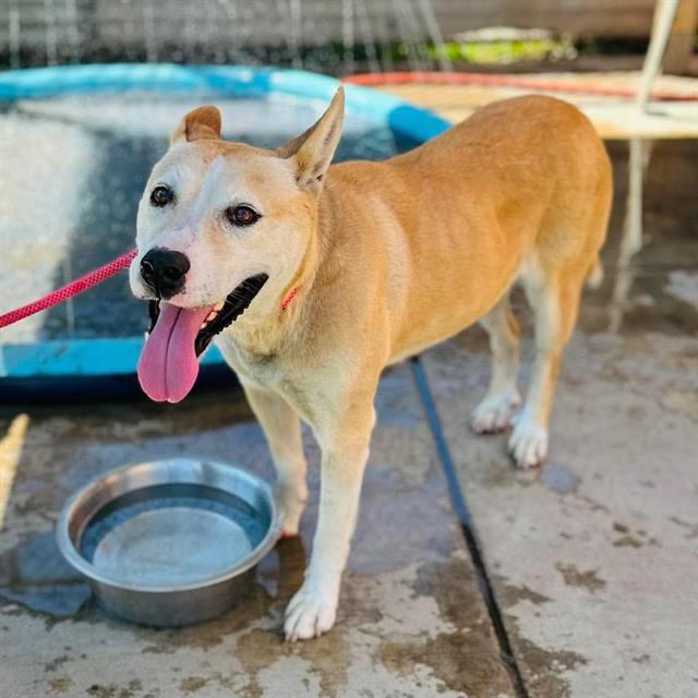 Felicia, a Carolina Dog, available for adoption