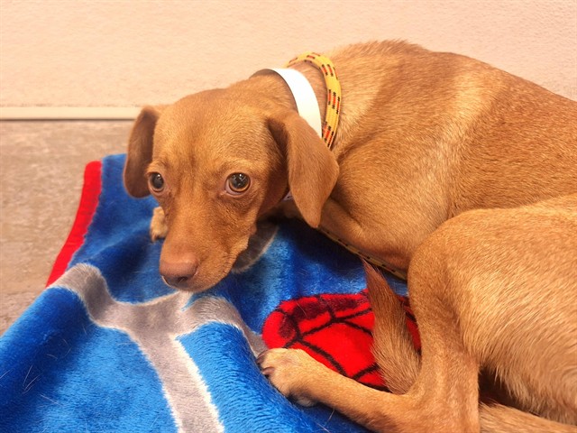 Poppy, a Vizsla (mix breed), available for adoption