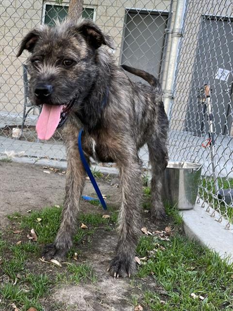 Zelda, a Terrier (mix breed), available for adoption
