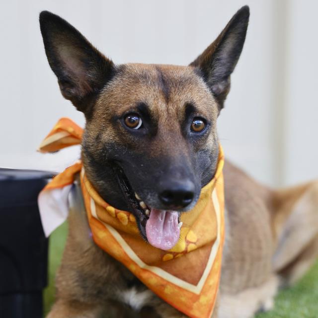 Cupcake And Puppies, a Belgian Shepherd Malinois (mix breed), available for adoption