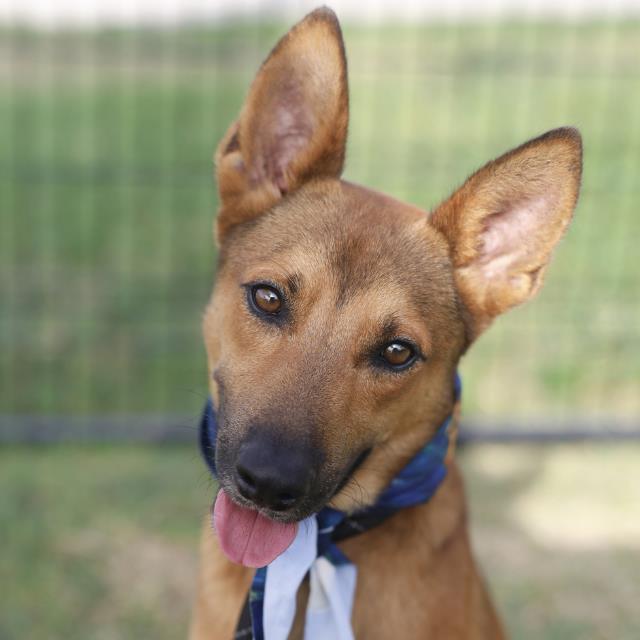 Philip, a Australian Kelpie, available for adoption
