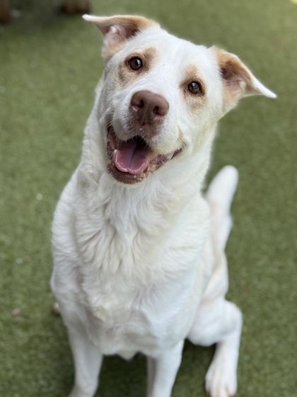 Chachki, a Labrador Retriever (mix breed), available for adoption