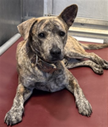 Marvel, a Pit Bull Terrier, available for adoption