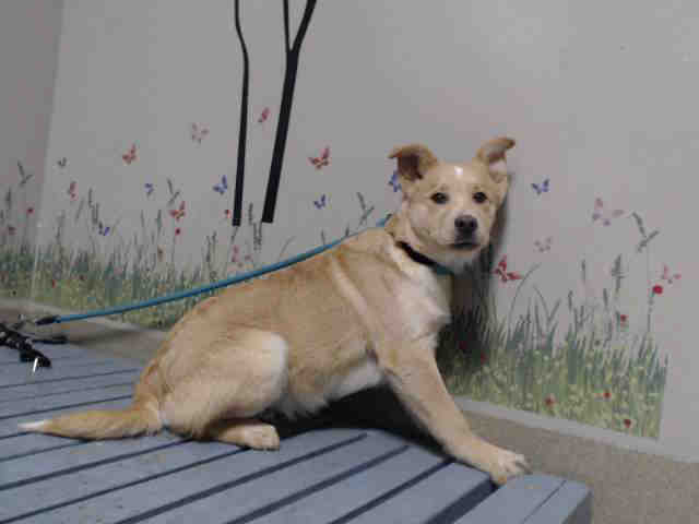Scooby, a Labrador Retriever, available for adoption