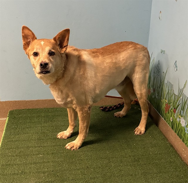 Adoptable pet photo