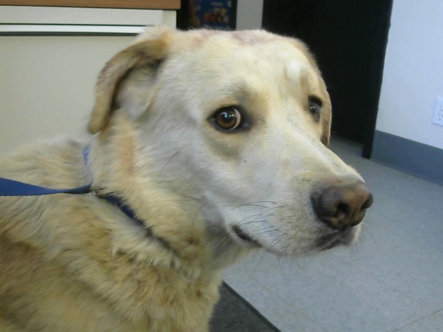 Moonshine, a Labrador Retriever (mix breed), available for adoption