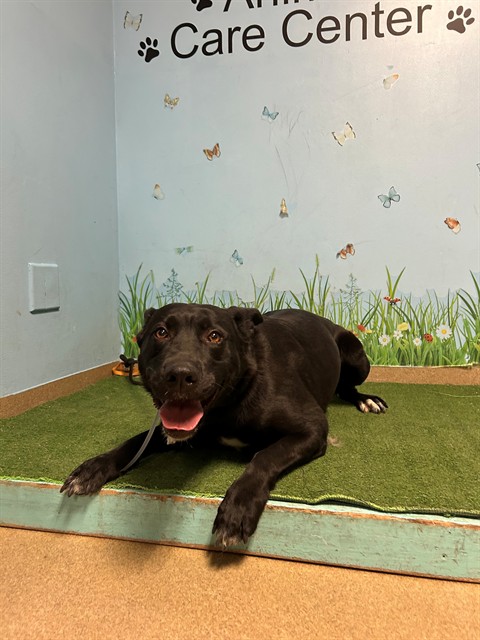 Adoptable pet photo