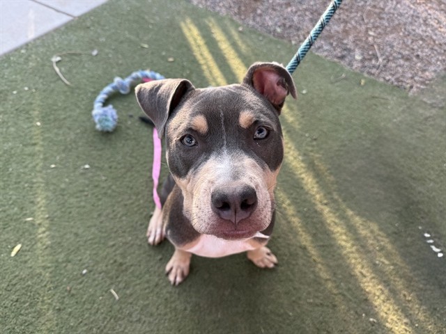 Adoptable pet photo