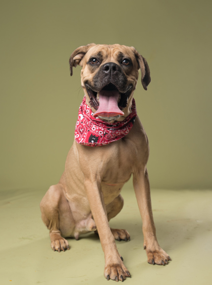 Adoptable pet photo
