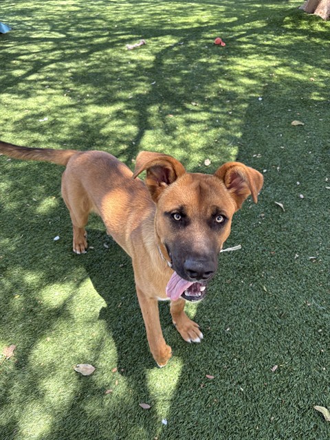 Adoptable pet photo
