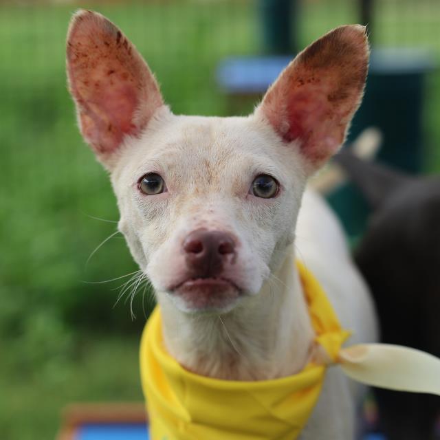 Wero, a Rat Terrier (mix breed), available for adoption