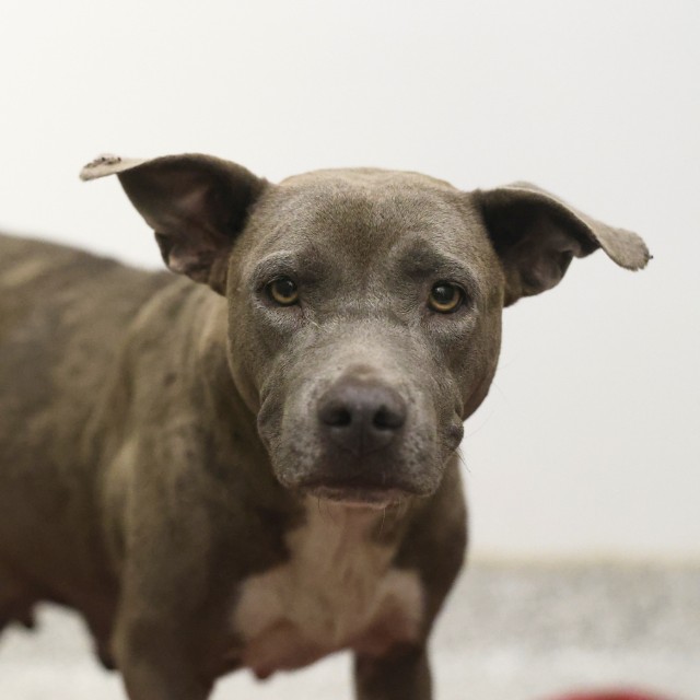 Sadie, a American Staffordshire Terrier (mix breed), available for adoption