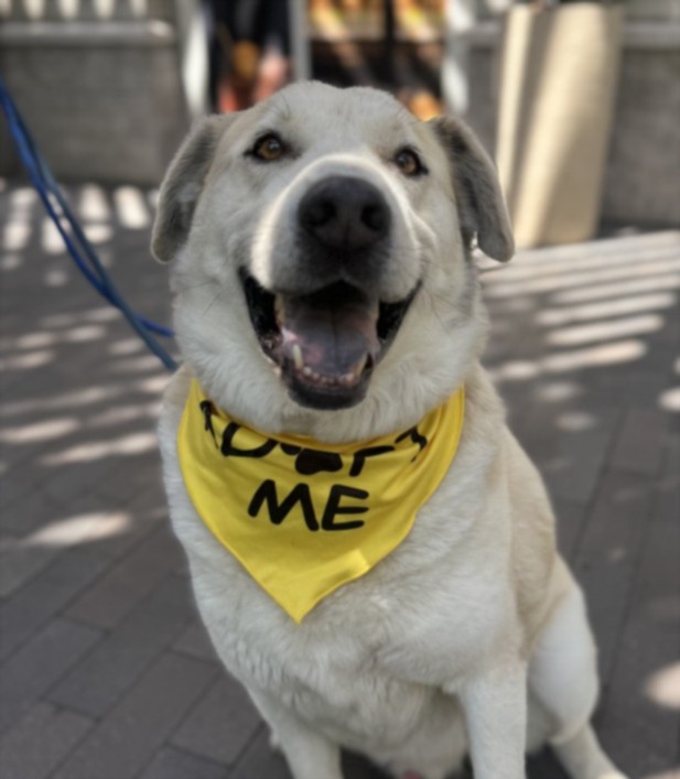 Max, a Shepherd (mix breed), available for adoption