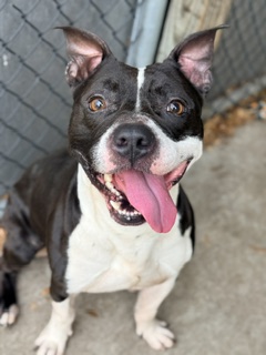 Mykonos, a Pit Bull Terrier (mix breed), available for adoption