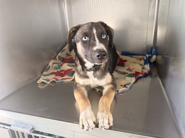A5797189, a Siberian Husky, available for adoption