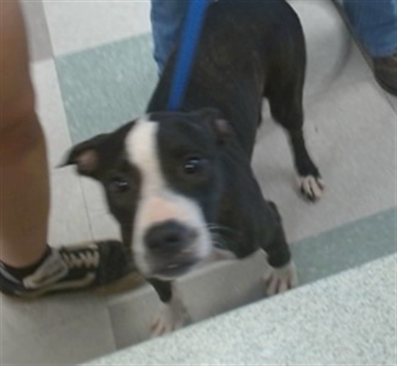 A480072, a Staffordshire Bull Terrier (mix breed), available for adoption