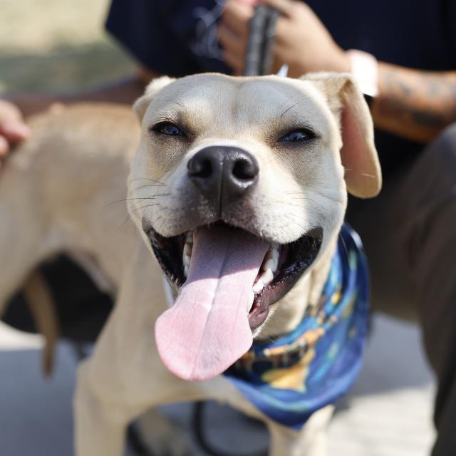 Murvyn, a Terrier (mix breed), available for adoption