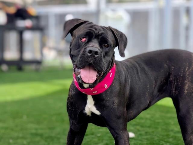 Jada, a Cane Corso Mastiff, available for adoption