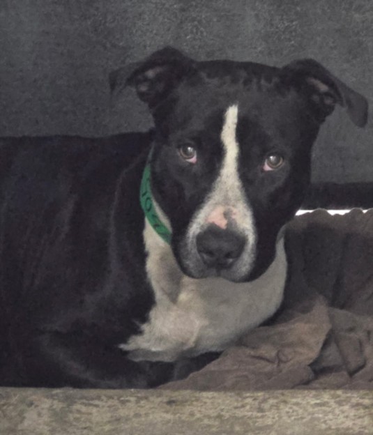 Sleepy, a Pit Bull Terrier, available for adoption