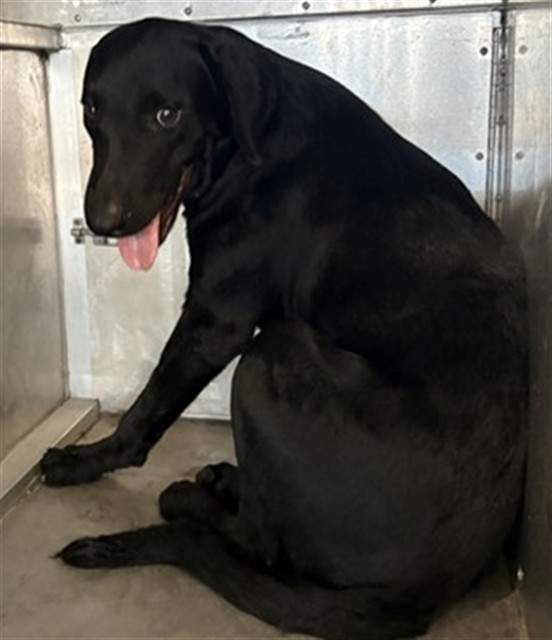 A035017, a Labrador Retriever (mix breed), available for adoption