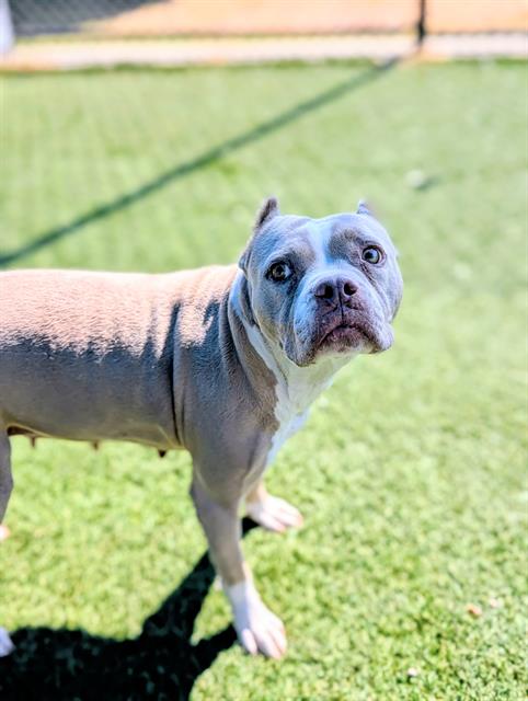 Sandy, a American Bulldog (mix breed), available for adoption