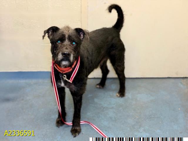 Casey, a Black Labrador Retriever (mix breed), available for adoption