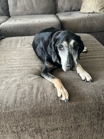 Casey, a Black Labrador Retriever (mix breed), available for adoption