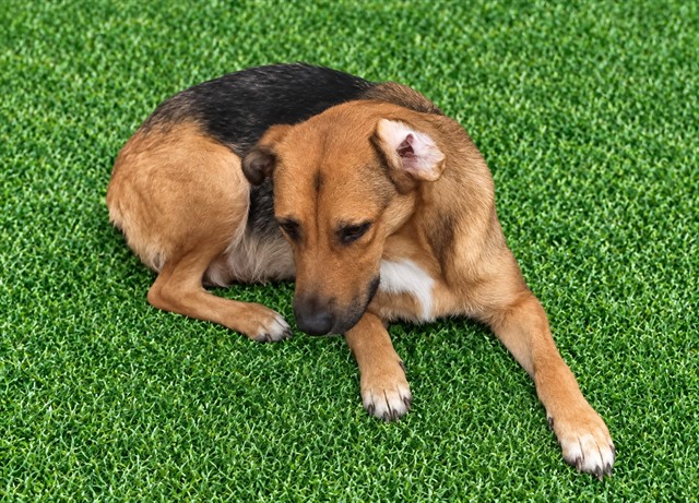 Lori, a German Shepherd, available for adoption