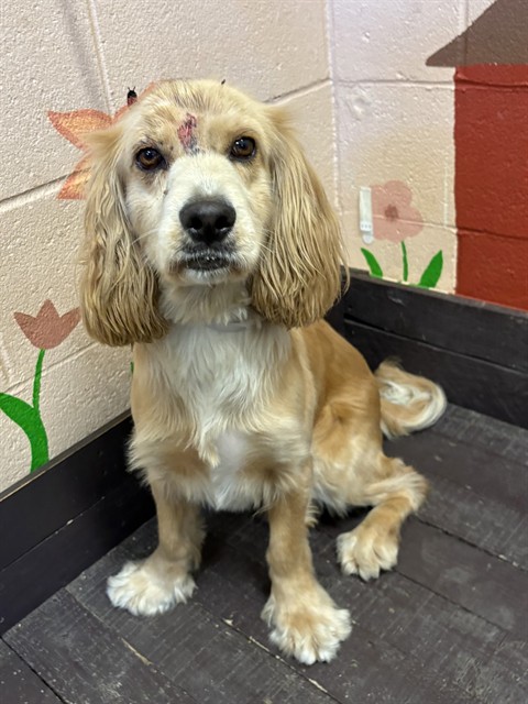 Max, a Cocker Spaniel, available for adoption