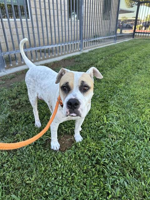 Mckenzie, a Pit Bull Terrier (mix breed), available for adoption