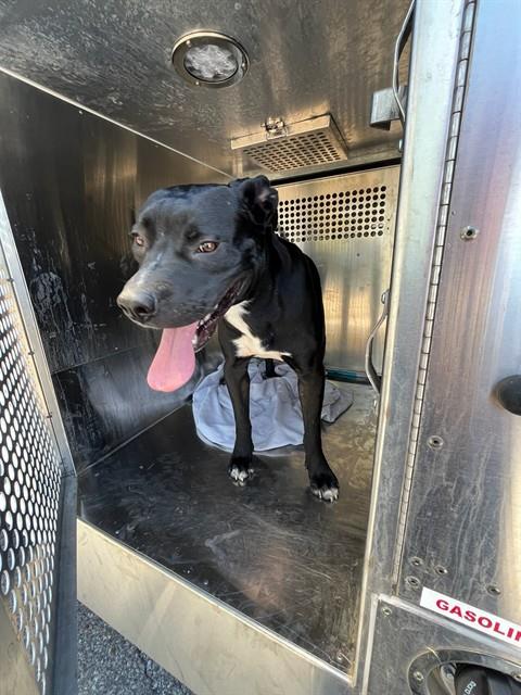 A480470, a Pit Bull Terrier (mix breed), available for adoption