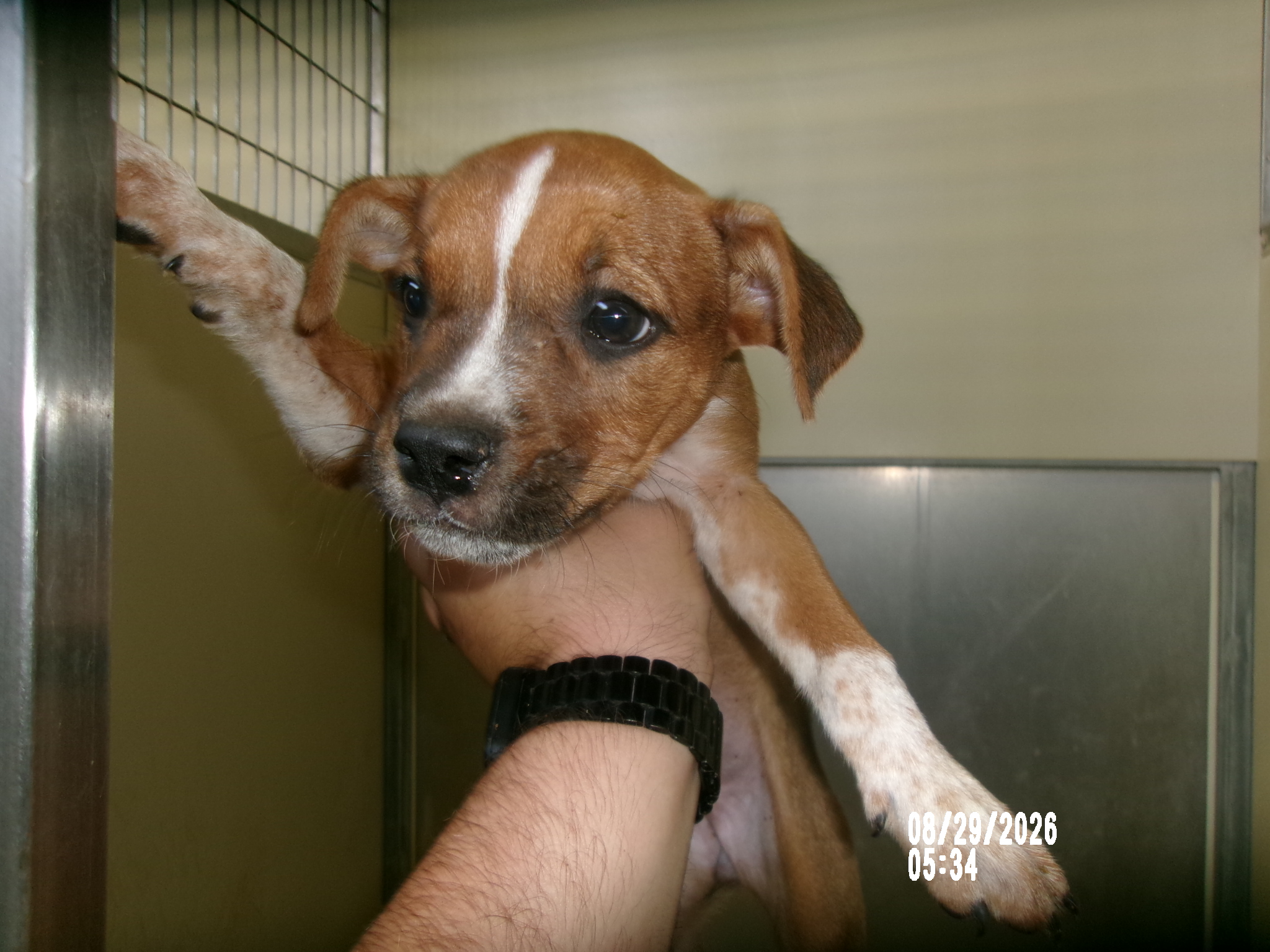 Violet, a Terrier (mix breed), available for adoption