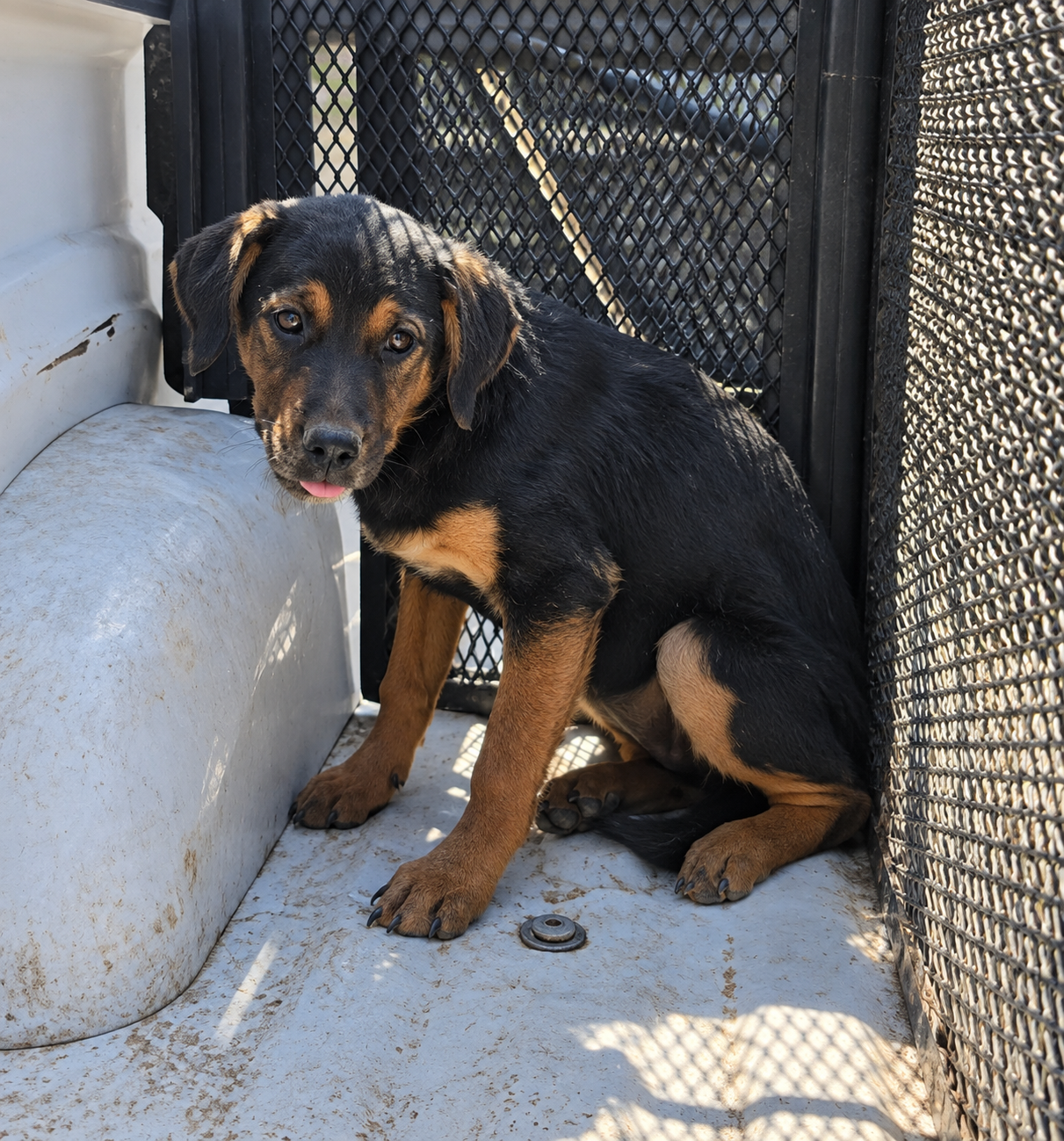 Dottie, a Black and Tan Coonhound (mix breed), available for adoption
