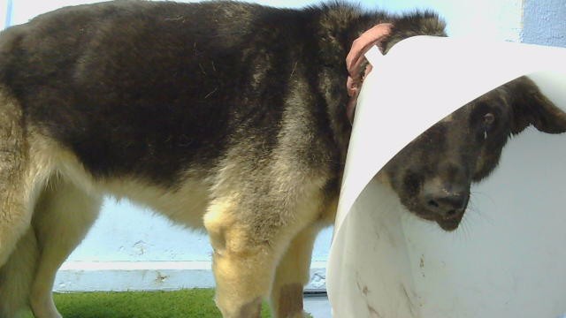 Misty, a German Shepherd, available for adoption
