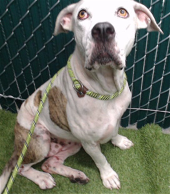 Flower, a Bullmastiff, available for adoption