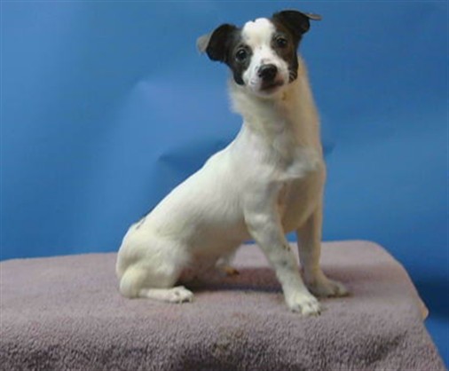 A5798405, a Chihuahua, available for adoption