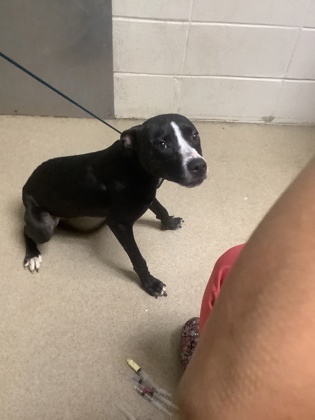 Libby, a Terrier, available for adoption