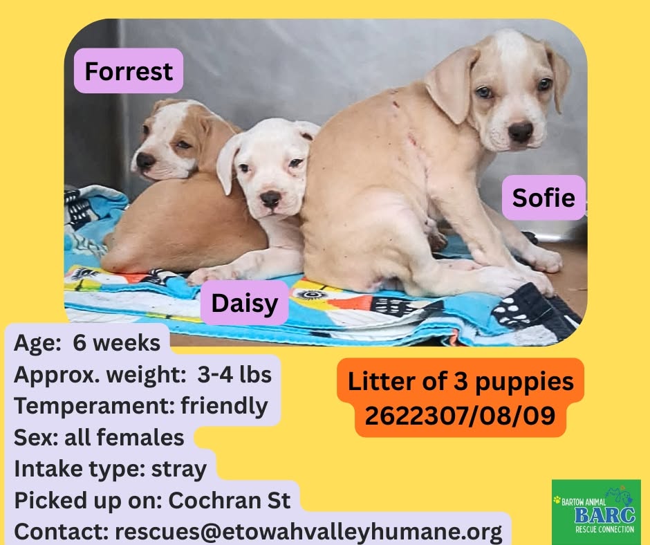 Forrest Daisy Sofie, a Retriever, available for adoption