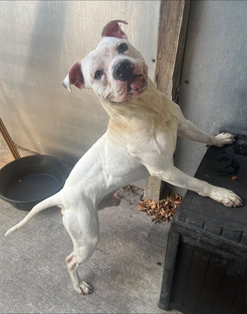 Wilcox, a Pit Bull Terrier, available for adoption